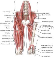 The upper part of the gluteus maximus muscle, and the gluteus medius muscle beneath, run from their anchor points on the pelvis and sacrum, around to the side of the hip (lateral hip region). Kinesiology Of The Hip Sciencedirect