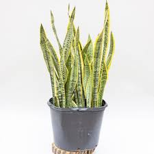 Place this cement faux snake plant planter anywhere in your home to create an indoor oasis. Snake Plant Laurentii Dutch Growers Saskatoon