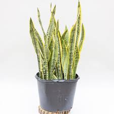 Sansevierias are some of the toughest plants you can find. Snake Plant Laurentii Dutch Growers Saskatoon