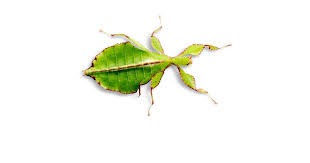Cool insects bugs and insects beautiful bugs amazing nature beautiful creatures animals beautiful mantis religiosa cool bugs all gods creatures Leaf Insect Facts What Are Leaf Insects Dk Find Out