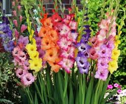The gladiolus flower symbolizes strength of character, faithfulness and honor to mankind. Flower Meaning Strength Courage And Love Hubpages