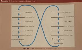Maybe you would like to learn more about one of these? Blood Flow Figure 8 Chart Diagram Quizlet