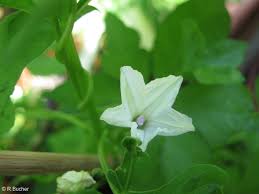 Image result for Ipomoea magnusiana