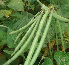 Cowpeas Black Eyed Peas Vegetables In The Desert Absolutely