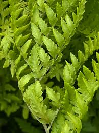 Image result for Dryopteris athamantica