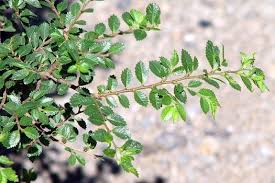 Image result for Ulmus parvifolia