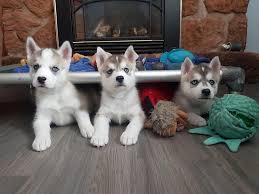 These siberian husky breeders located in california come from these cities: 17 Seized Husky Pups Thriving In Foster Care But Not Ready For Adoption Cbc News