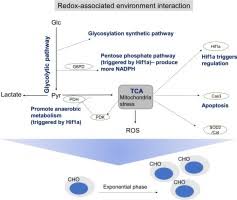 Original file ‎(2,272 × 1,704 pixels, file size: Characterization Of Dynamic Regulation In Chinese Hamster Ovary Cho Cell Cultures In The Late Exponential Phase Sciencedirect