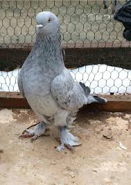 Blt Blt Adli Kullanicinin Guvercin Pidgeon Panosundaki Pin Hayvanlar Evcil Hayvanlar Guzel Kuslar
