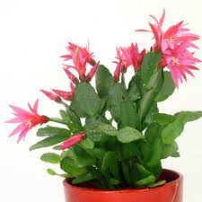 Check spelling or type a new query. False Christmas Cactus Care 101 Horticulture