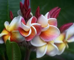 Plumeria Frangipani Catania Botanischer Garten Plumeria Frangipani Flowers