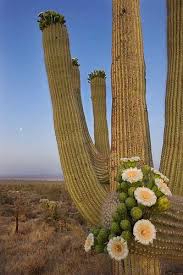 Saguaro cactus is an iconic symbol to the peoples and animals that are indigenous to the lands depicted in these westerns. Saguaro Flowers And Moon Cactus Cactus Flower Saguaro