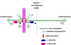 Check spelling or type a new query. Centrioles And Centrosomes