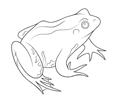 Desenho De Sapo Para Colorir Desenhos Para Colorir E Imprimir Gratis
