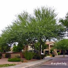 Palo verde behavioral health provides behavioral health services for patients struggling with conditions such as anxiety, depression and substance use. Learn About The Desert S Iconic Tree The Palo Verde