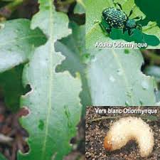 Na C Matodes Anti Vers Blancs Hannetons Et Otiorhynques 50m2 Bio Vers Blanc Nematodes Ravageurs Du Jardin