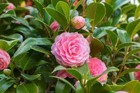 It is easy to grow and whilst often described as not fully hardy i have seen it growing in cold areas of uk as long as it is not waterlogged. Hardy Evergreen Shrubs What Are The Best Ones For Small Gardens