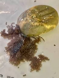 So, once you see a tick on your dog, examine it to see if it's engorged or. Waunakee Veterinary Clinic This Is A Tick That Was Fully Engorged On A Dog And Fell Off It Was Put In A Ziplock Bag And We Waited To See What Happened