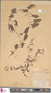 Image result for Malouetia mildbraedii