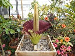 Corpse Flower Ontario Best Flower Wallpaper