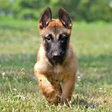 Belgian Shepherd Malinois