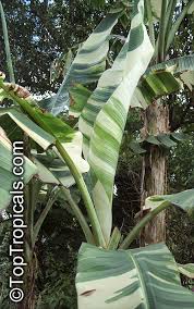 Striped surgeon fish), 'koa'e' (referring to the bold, striped other common names: Musa X Paradisiaca Ae Ae Royal Variegated Banana Variegated Hawaiian Banana Sacred Banana Ae Ae Hybrid Plantain Banana Toptropicals Com
