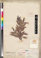 Image result for Rinorea laurentii