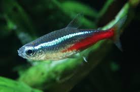 Shirlie is a fish and aquarium lover with 16 years of experience writing on the topic of raising and keeping fish at home. Neon Tetra Wikipedia