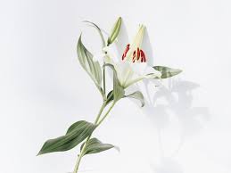 Your background flower photography white stock images are ready. Flowers White Background Pictures Download Free Images On Unsplash
