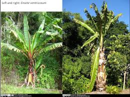 Image result for Musaceae