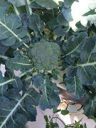 We did not find results for: Gorgeous Broccoli Growing In A Tower Garden I Will Definitely Be Growing This Hydroponics Tower Garden Aquaponics