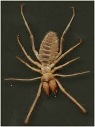 So, why is it so, here you can find some answers for questions which worry you and just most people don't know that the camel spider can be found not only in the middle east (iraq) but also in the southwest u.s. Pin On Spiders