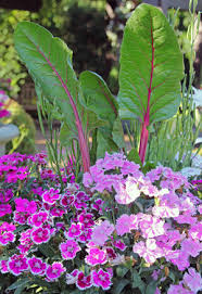 I show you how to plant swiss chard in a 5 gallon container. Swiss Chard Wisconsin Horticulture