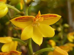Image result for Polystachya epiphytica