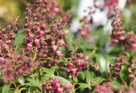 It can be seen growing in hardiness zones four through eight, and the blooms can be seen from late summer until the first frost. 10 Best Deer Resistant Shrubs For Landscaping