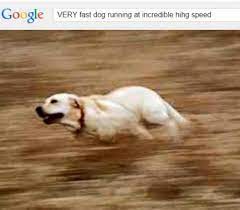 Original Very Fast Doggo Running At Incredible Hihg Speed Know Your Meme