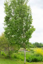 Image result for Oldenlandia fastigiata