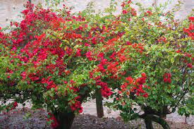 Aug 04, 2021 · early bloomers are those that flower by early april, while late bloomers are those that bloom only after spring has fully sprung (late april or perhaps early may). Best Shrubs With Red Or Orange Flowers