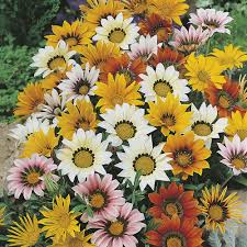 Naturally resistant to heat and drought, gazania flowers are great additions to hillsides and wild areas in warmer climates. Wilko Gazania Sunshine Mix Flower Seeds Wilko