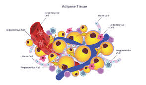 Adipose tissue is commonly known as body fat. Why Adipose Tissue The Skinny On Fat Ambrose Cell Therapy