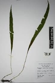 Image result for Elaphoglossum aubertii