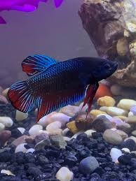 I got a new male halfmoon king betta from petco. Another Photo Of Brian The King Betta Bettafish