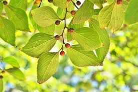 Image result for Celtis sinensis
