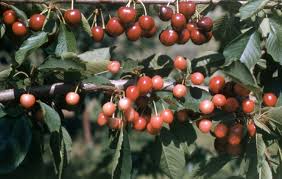 Image result for Prunus