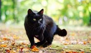 Maybe you would like to learn more about one of these? Kumpulan Arti Mimpi Tentang Kucing Lengkap Arti Mimpi