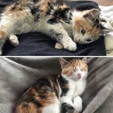 How to treat a limping cat. This Online Community Shares How Their Adopted Cats Looked Then Now And It S Heartwarming 74 Pics