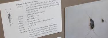 zilvervisjes bestrijden prima zelf te doen bestrijders