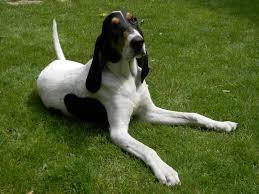 Image result for bernský honič