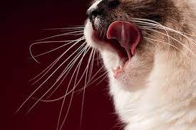 6 Things Your Cat Probably Loves More Than Food Cattime Healthy Cat Food Homemade Cat Food Cat Treats Homemade