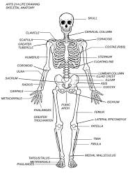 This diagram depicts human skeletal system labeled 744×1072 with parts and labels. Simple Drawing Of Human Skeleton Novocom Top